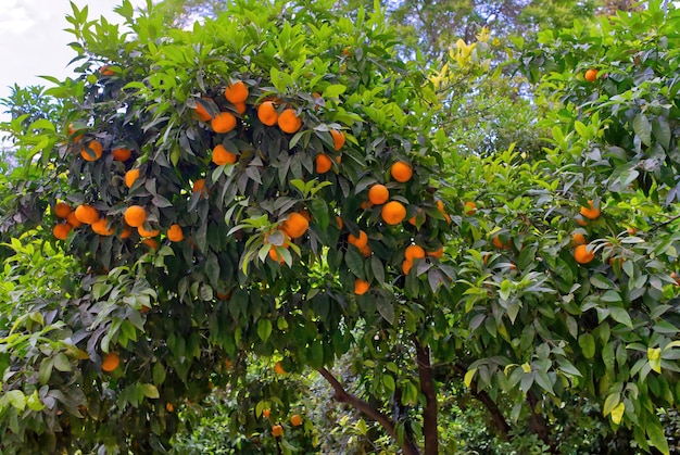 Laranjas no parque central de atenas