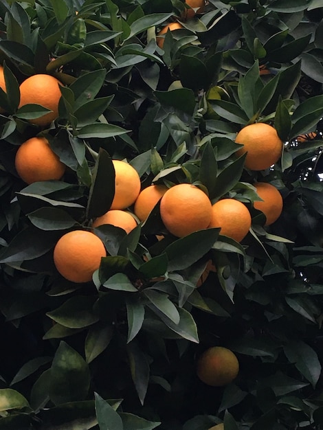 Laranjas nos galhos da árvore