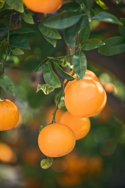 Laranjas penduradas em uma árvore, close-up