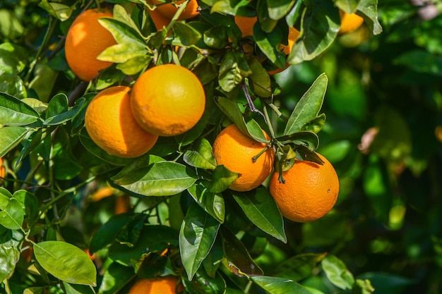 laranjas suculentas em galhos de árvores em um jardim de laranjas 7