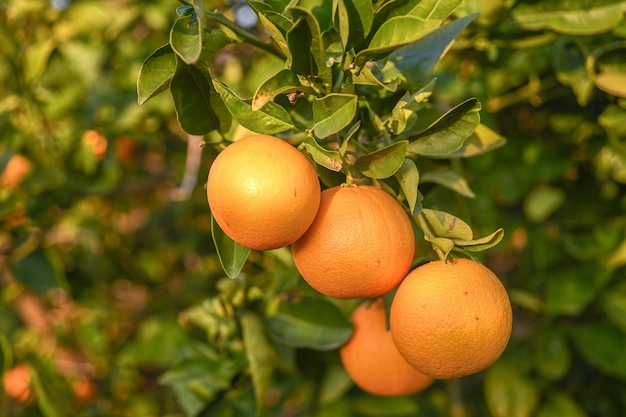 laranjas suculentas em um pomar de laranjas em Chipre no inverno 9