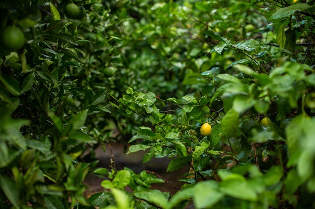 Laranjeira com laranjas verdes no jardim