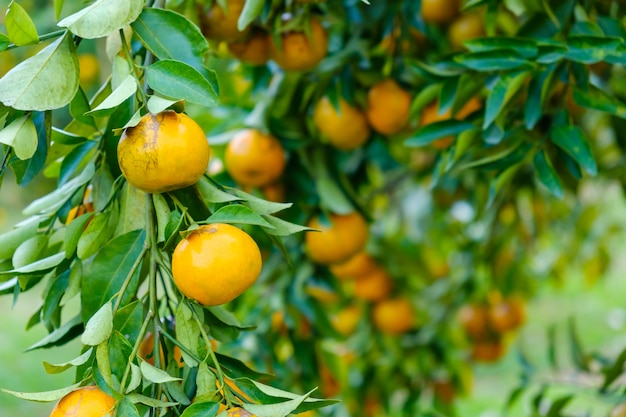 Laranjeira no jardim. Fazenda de frutas