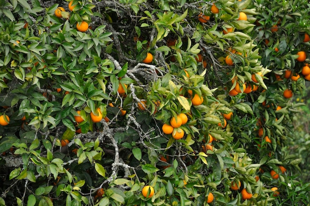 Laranjeira perto do Douro em Portugal