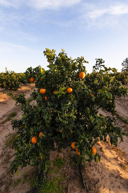 Laranjeiras com fileiras de laranjeiras Huelva Espanha Laranja suculenta e refrescante