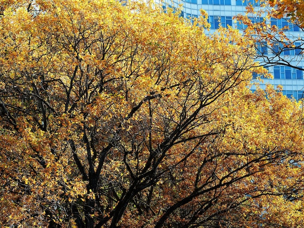 Laranjeiras de outono com um pouco de arquitetura