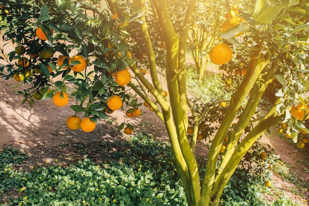 laranjeiras no jardim