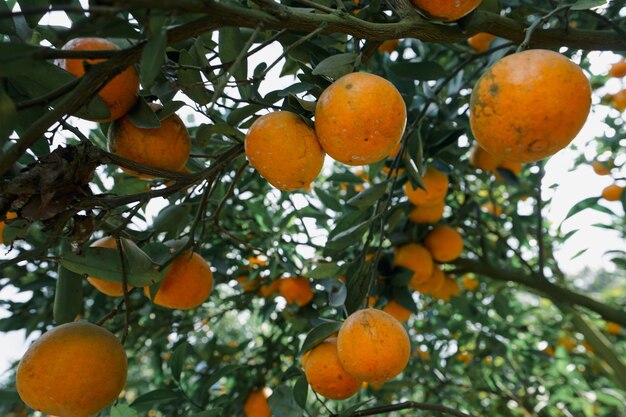 Foto laranjeiras no jardim