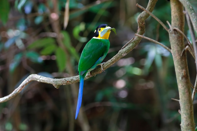 Larga cola Broadbill Psarisomus dalhousiae hermosas aves de Tailandia