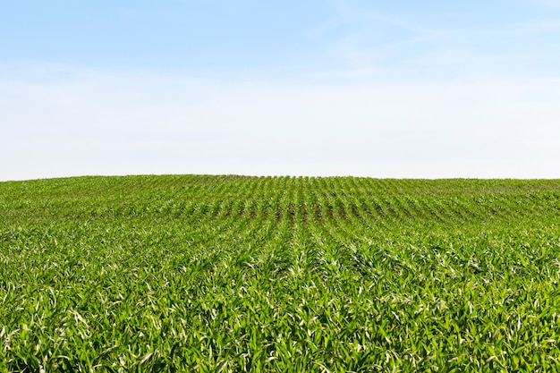 Largas filas de maíz verde en primavera, actividad agrícola, perspectiva