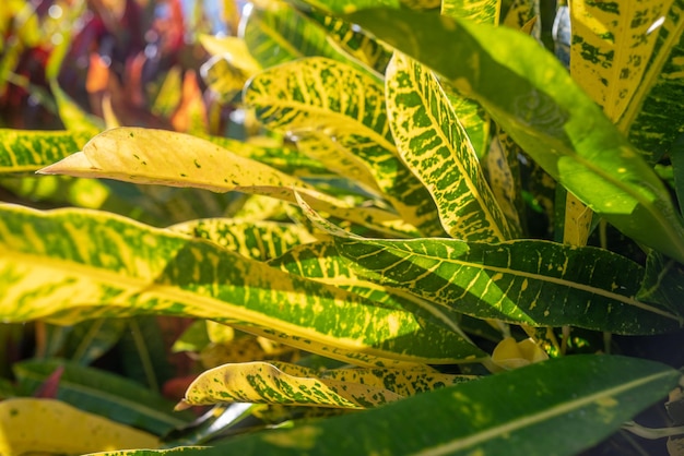 Largas hojas de croton primer plano Exuberante follaje colorido de amarillo iceton croton Hojas amarillas y verdes retroiluminadas por el sol de la hora dorada Fondo de pantalla de naturaleza exótica