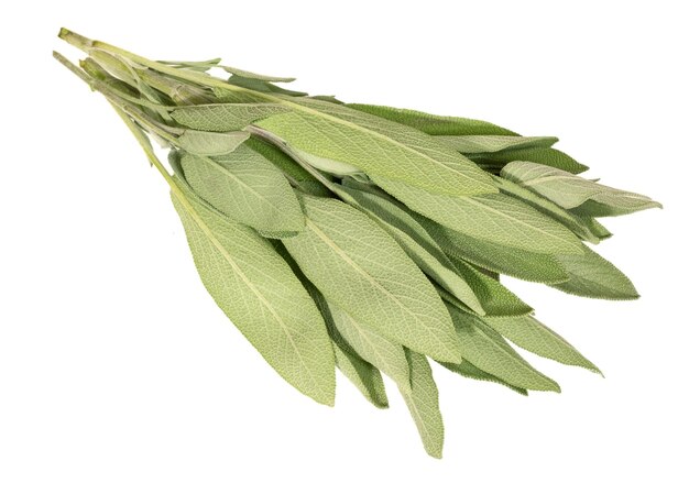 Largas hojas de salvia verde claro con frescura.