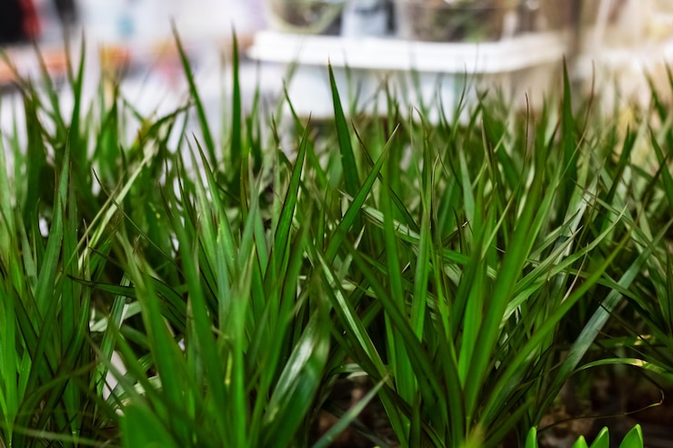 Foto largas hojas verdes de hierba de cerca