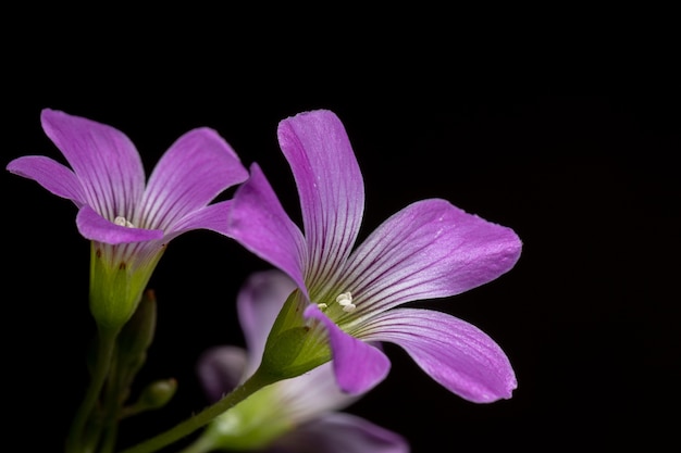 Largeflower pink-sorrel da espécie oxalis debilis