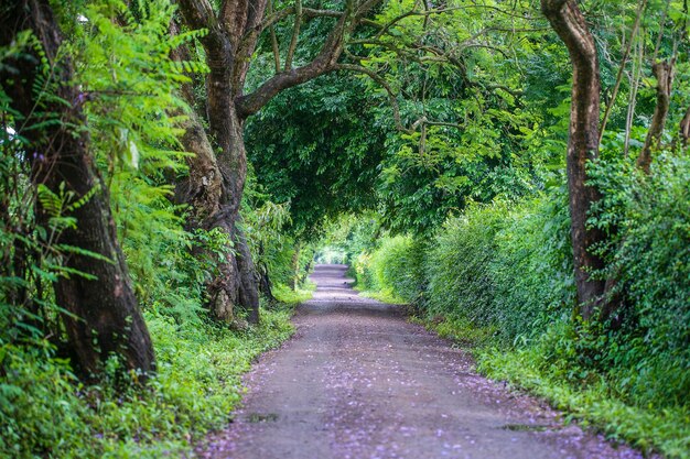 El largo camino de la carretera junto a grandes árboles verdes como el túnel del árbol forma Tanzania África