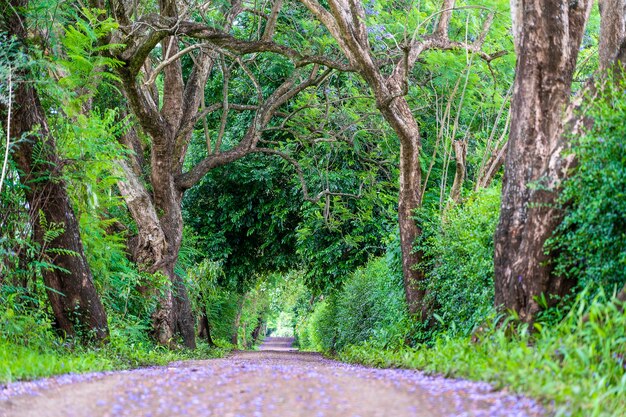 El largo camino de la carretera junto a grandes árboles verdes como el túnel de árboles de Tanzania, África oriental