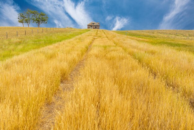 Un largo camino con hierba alta que conduce a una casa abandonada en las praderas de Saskatchewan