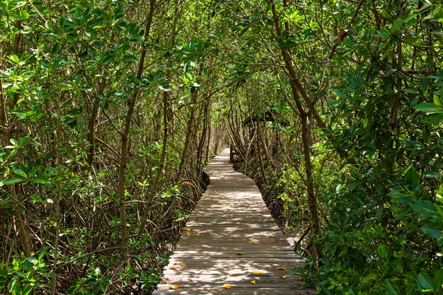 Un largo camino de madera en el bosque de manglar