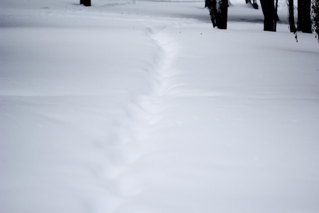 Largo camino en el parque nevado en invierno