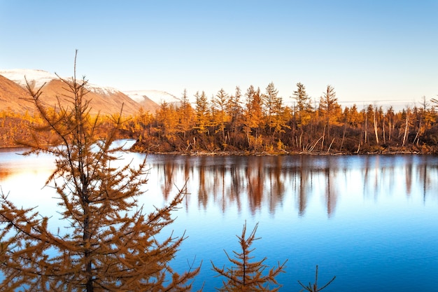 Foto larício amarelo em um lago azul na tundra