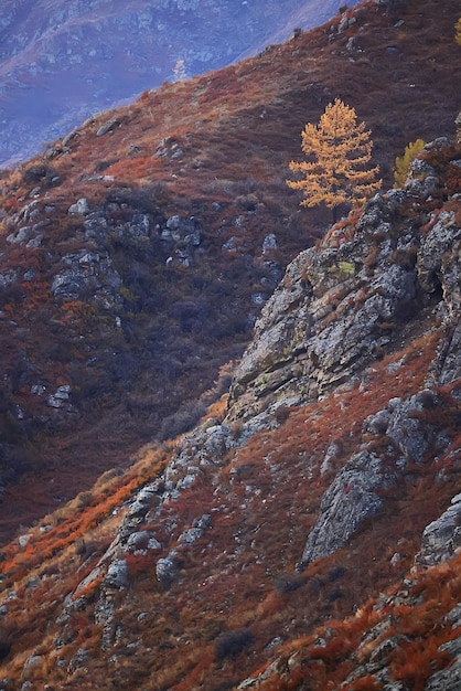 larício amarelo solitário, árvore outono paisagem montanhosa