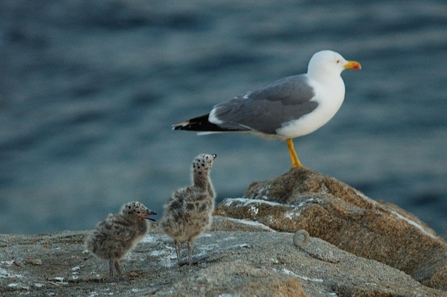 Laridae