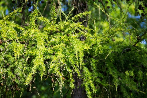 Larix europeu Larix decidua no parque