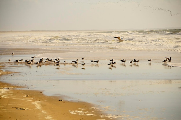 Larus fuscus - A gaivota das sombras é uma espécie de ave Charadriiforme da família Laridae.