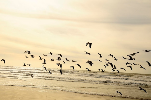 Larus fuscus - a gaivota das sombras é uma espécie de ave charadriiforme da família laridae.