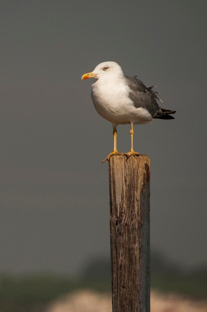 Larus fuscus - Die Schattenmöwe ist eine Charadriiform-Vogelart aus der Familie der Laridae.