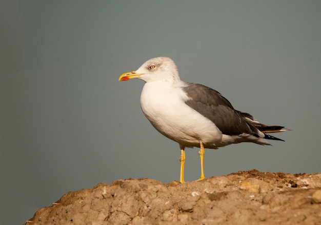 Larus fuscus - La gaviota sombría es una especie de ave Charadriiforme de la familia Laridae.