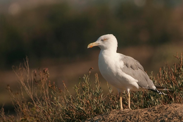 Larus fuscus - La gaviota sombría es una especie de ave Charadriiforme de la familia Laridae.