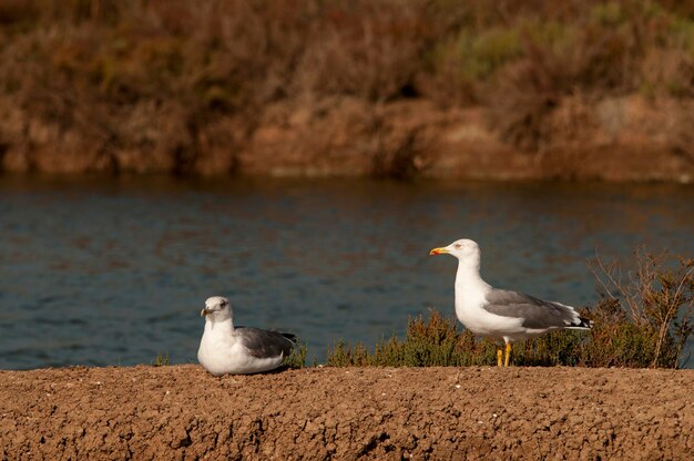 Larus fuscus - La gaviota sombría es una especie de ave Charadriiforme de la familia Laridae.