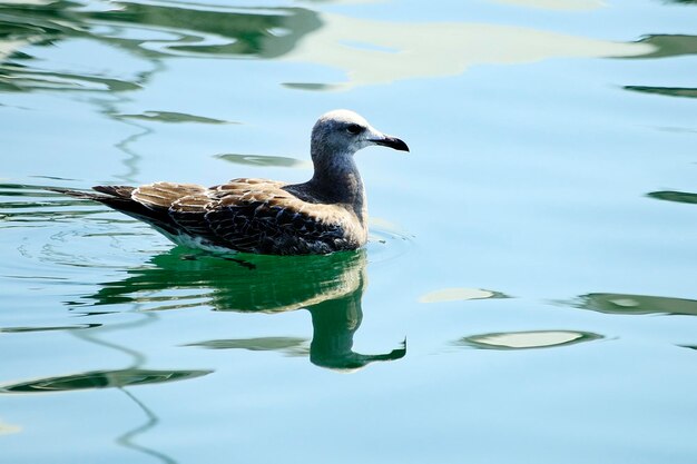 Larus fuscus - La gaviota sombría es una especie de ave Charadriiforme de la familia Laridae.