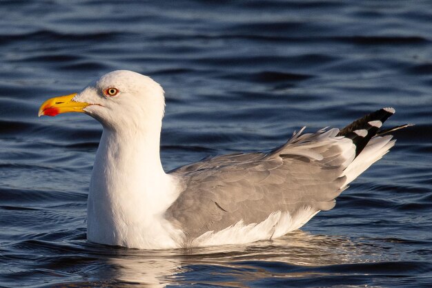 Larus michahellis ist eine Mittelmeermöwe, die in Aiguamolls Emporda Girona Spanien verbreitet ist