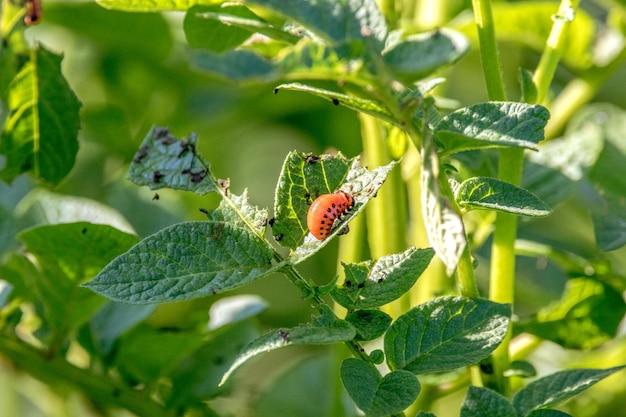 Larva de um inseto nocivo besouro de batata do Colorado em uma folha de batata