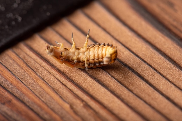 Larva de vaga-lume pequena larva de vaga-lume fotografada com lente macro em foco seletivo de superfície de madeira rústica