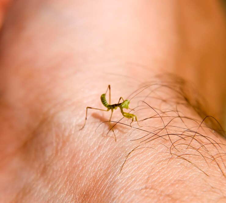 Foto larva do mantis nymph mantis inseto em crescimento