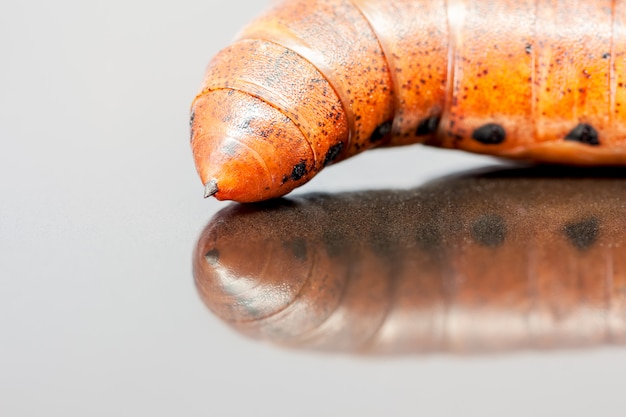 Larva de un elefante Halcón-polilla