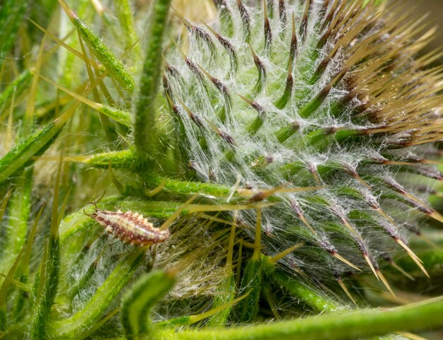 Larva de encaje verde