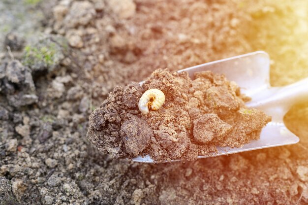 La larva del escarabajo o insecto del abejorro excavó en el suelo con una pala en primavera en el jardín. llamarada