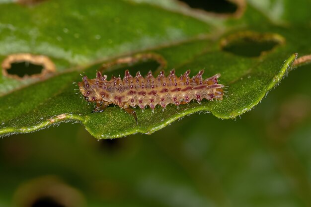 Larva del escarabajo pulga de la tribu Alticini