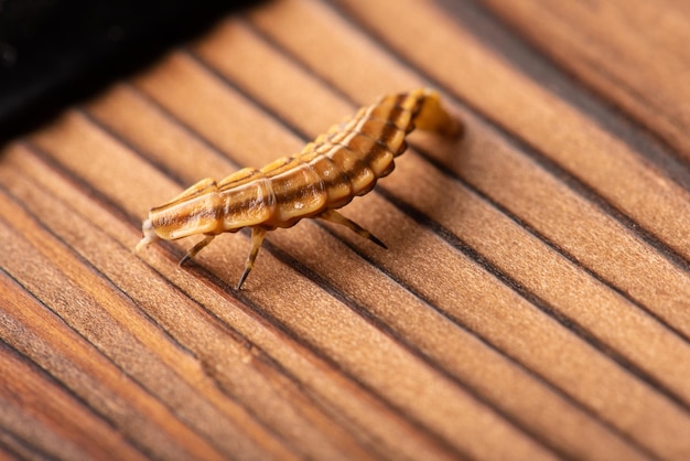 Larva de luciérnaga pequeña larva de luciérnaga fotografiada con lente macro en el enfoque selectivo de la superficie de madera rústica