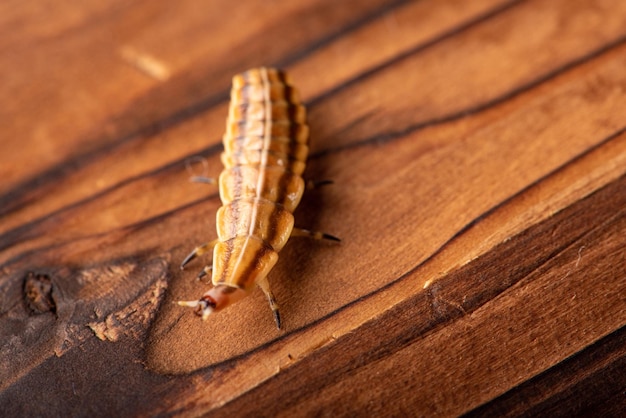 Larva de luciérnaga pequeña larva de luciérnaga fotografiada con lente macro en el enfoque selectivo de la superficie de madera rústica