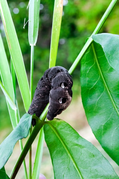 Larva de polilla halcón elefante en una rama verde