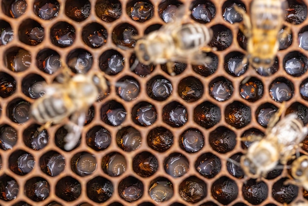 Larvas de abeja en panal de cría Concepto de apicultura