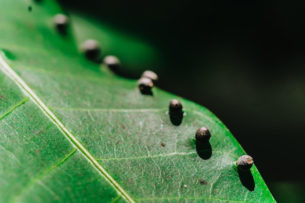 Larvas de bandeira abstrata de ovos de insetos precisão em forma de bola mentira beleza ao longo da borda da superfície da folha da planta verde Incrível mundo da natureza da vida selvagem macro Veias de textura de foto de alto detalhe Efeito fosco vintage