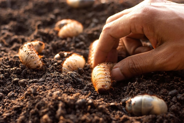 Larvas de besouro nas mãos de um agricultor que cultiva besouros de veado em uma fazenda