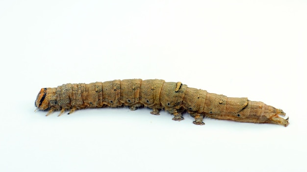 Foto larvas de lagarta de borboleta noturna catocala elocata isoladas em reprodução de insetos em close-up branco