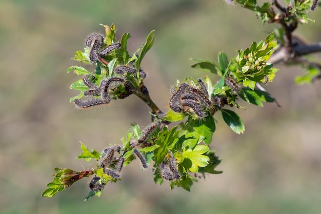 Larvas de lagarta Lagartas de cauda marrom na árvore